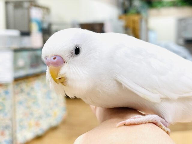 セキセイインコ