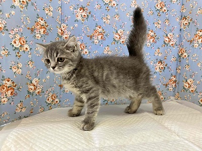 ブリティッシュショートヘア