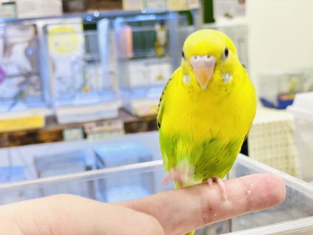 セキセイインコ