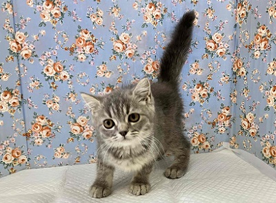 ずっしり!がっちり!ブリティッシュショートヘアー入舎!! ブリティッシュショートヘア