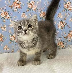 ずっしり!がっちり!ブリティッシュショートヘアー入舎!! ずっしり!がっちり!ブリティッシュショートヘアー入舎!!