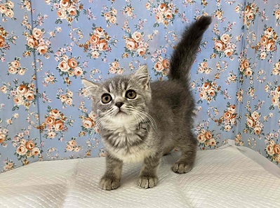 ブリティッシュショートヘア