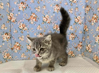 ずっしり!がっちり!ブリティッシュショートヘアー入舎!! ブリティッシュショートヘア