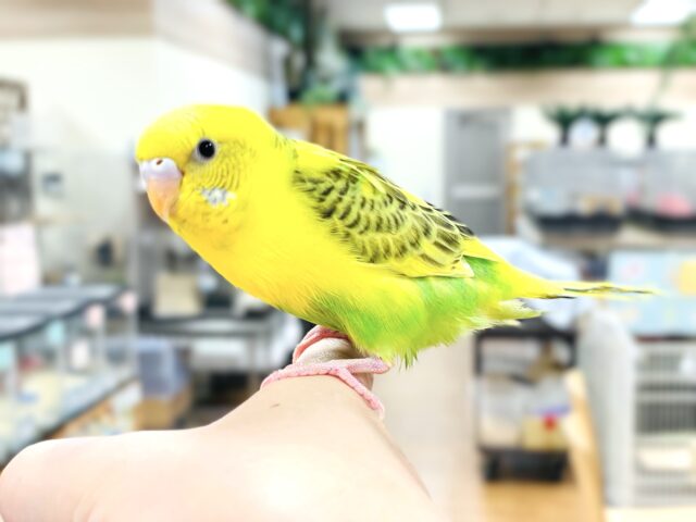 セキセイインコ