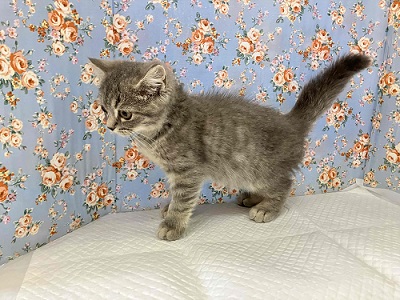 ずっしり!がっちり!ブリティッシュショートヘアー入舎!! ブリティッシュショートヘア