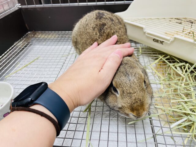 ネザーランドドワーフ