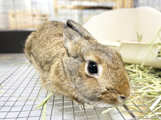 ネザーランドドワーフ