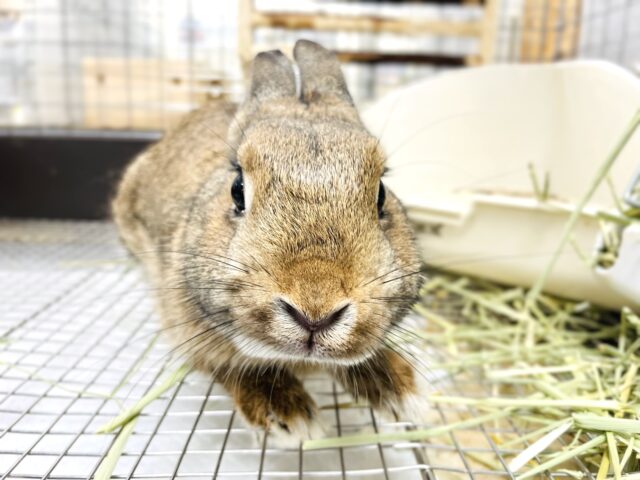 ネザーランドドワーフ