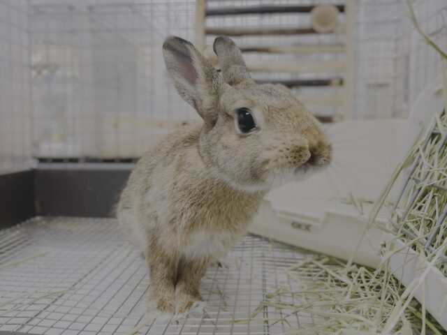 ネザーランドドワーフ