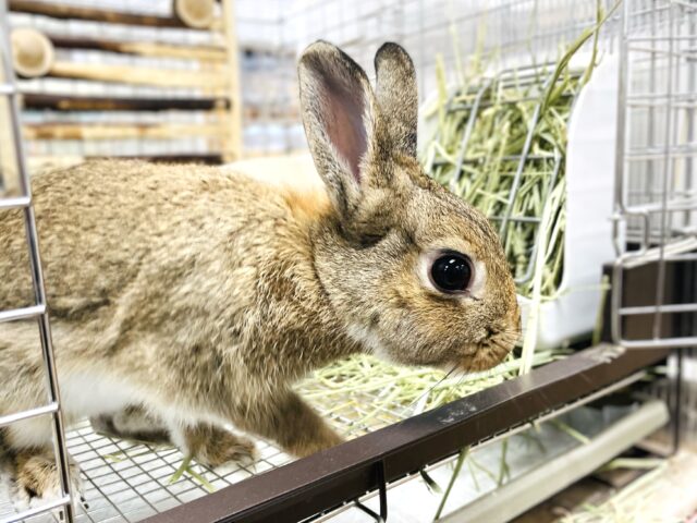 ネザーランドドワーフ