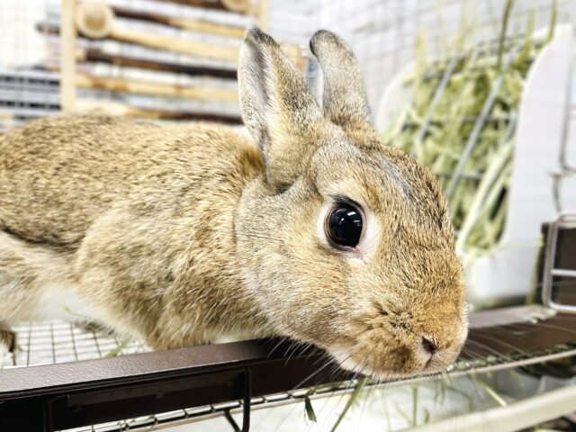 ネザーランドドワーフ