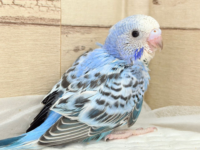 見返り美鳥✨セキセイインコ(オパーリン) ヒナ