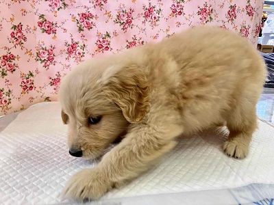 ゴールデンレトリバー