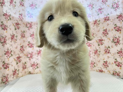 ゴールデンレトリバー