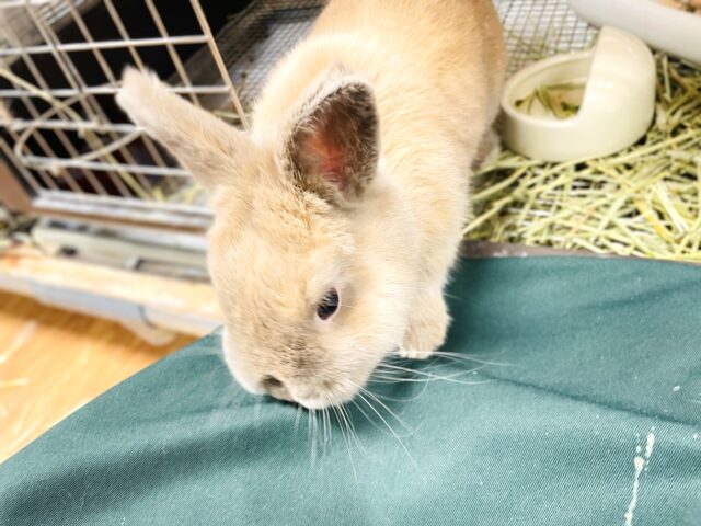 ネザーランドドワーフ