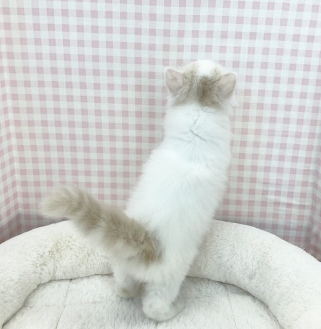 スコティッシュフォールド