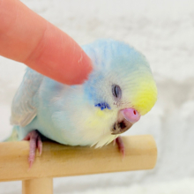 【最新画像・動画更新🪄】すっきり爽やか〜🌈セキセイインコ(パステルレインボー) ヒナ