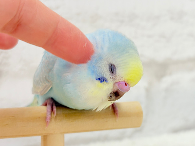 【最新画像・動画更新🪄】すっきり爽やか〜🌈セキセイインコ(パステルレインボー) ヒナ