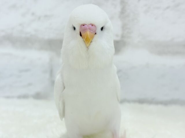 ジャンボセキセイインコ