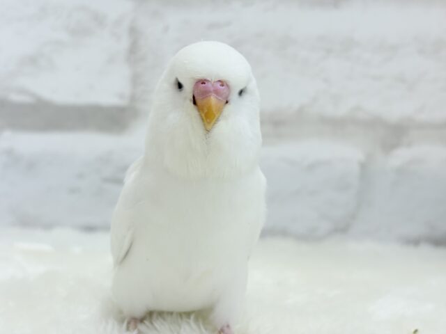ジャンボセキセイインコ