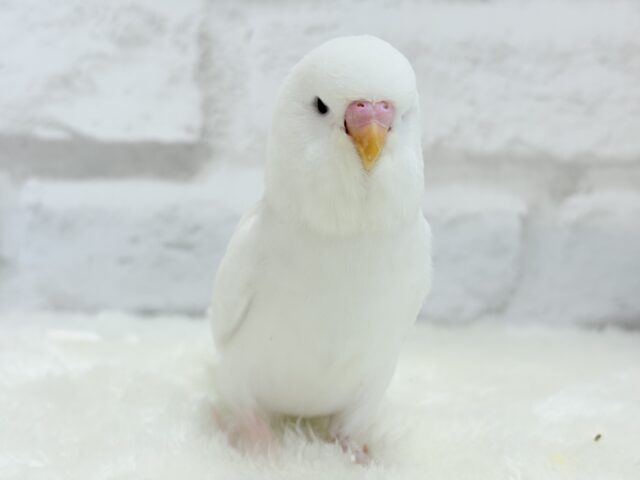 ジャンボセキセイインコ