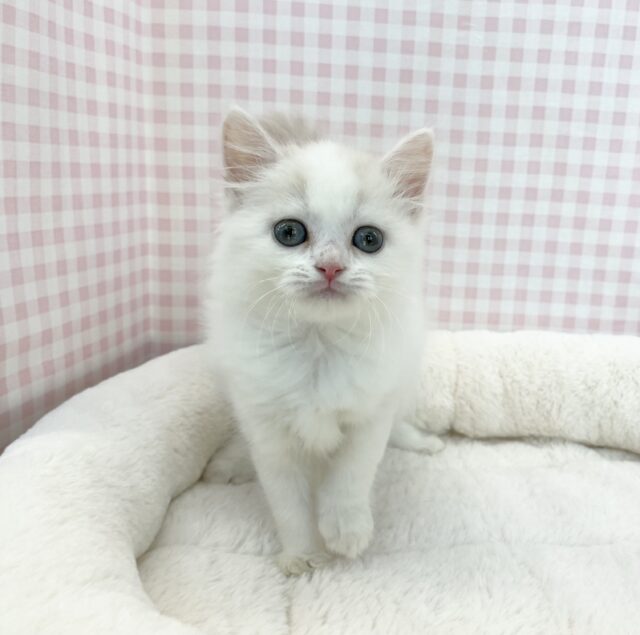 スコティッシュフォールド