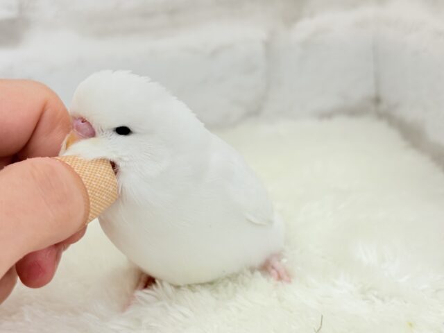 ジャンボセキセイインコ