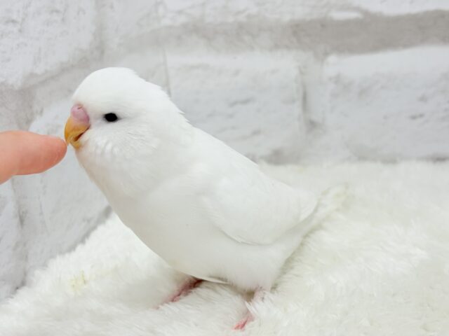 ジャンボセキセイインコ