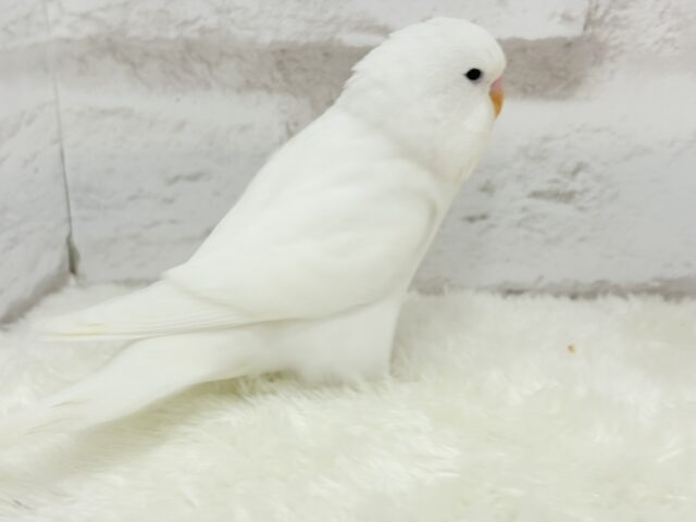 ジャンボセキセイインコ