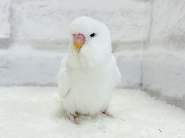 ジャンボセキセイインコ