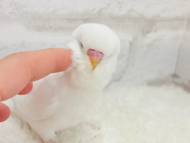ジャンボセキセイインコ
