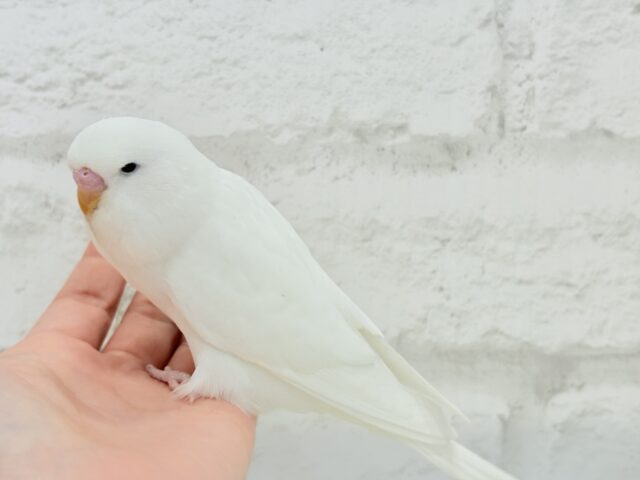 ジャンボセキセイインコ