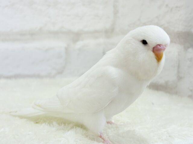 ジャンボセキセイインコ