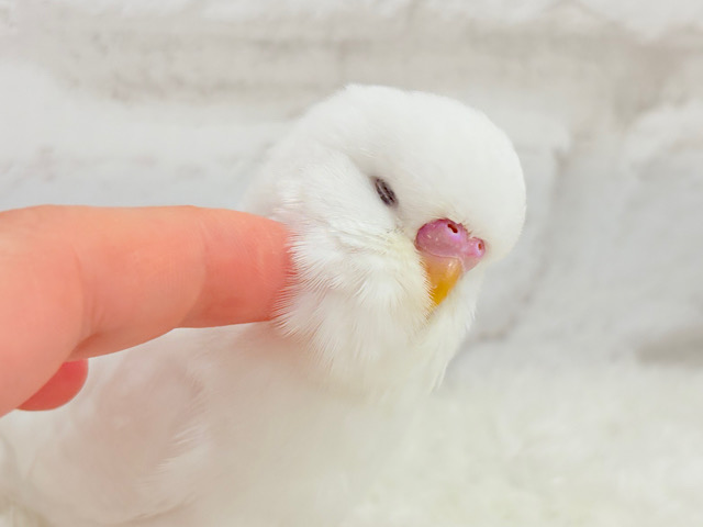 もっふりもふもふ♡ジャンボセキセイインコ(ダブルファクター) ヒナ