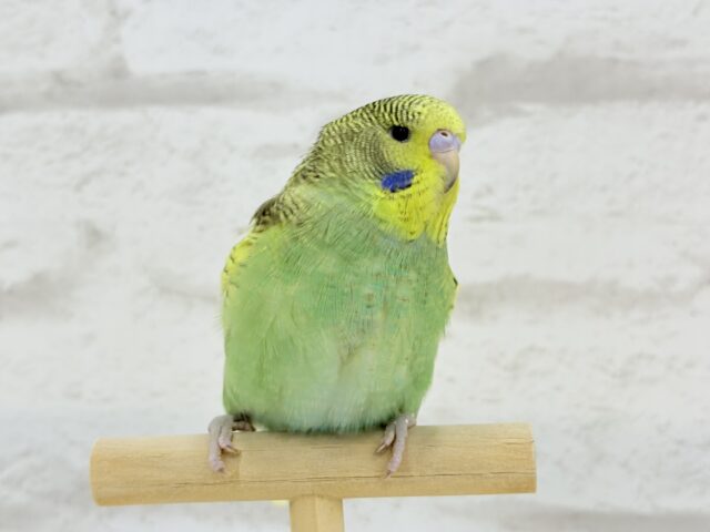 ジャンボセキセイインコ