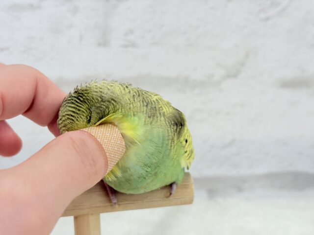 ジャンボセキセイインコ