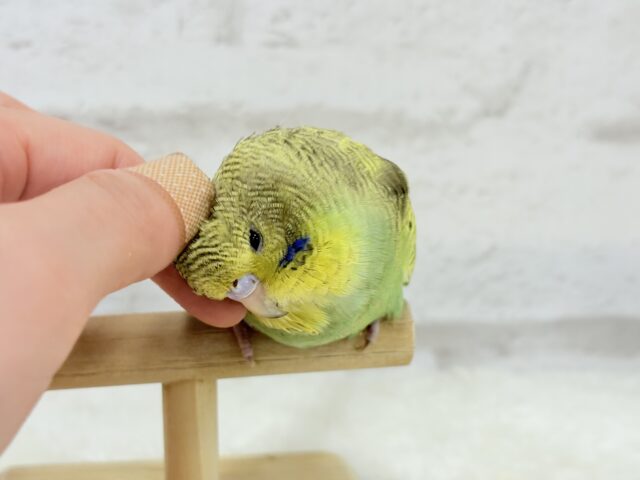 ジャンボセキセイインコ