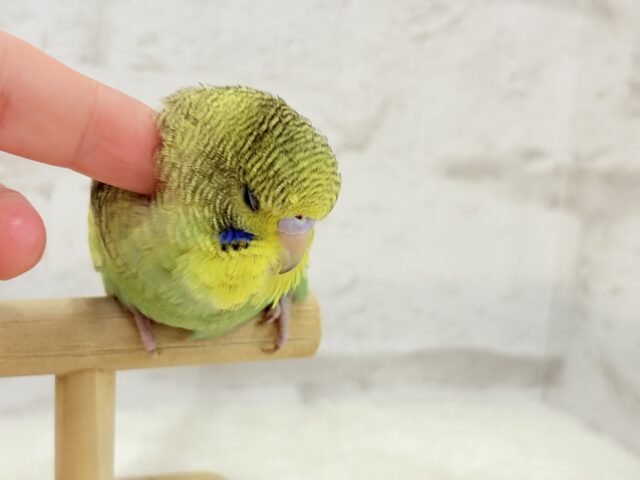 ジャンボセキセイインコ