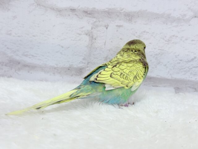 ジャンボセキセイインコ