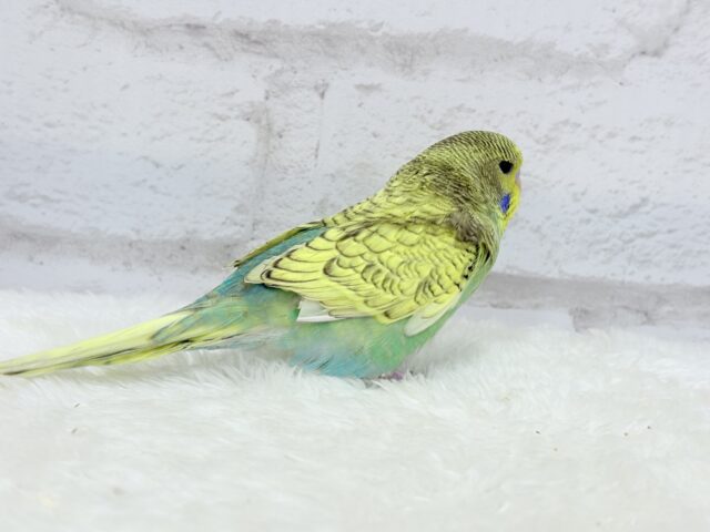 ジャンボセキセイインコ