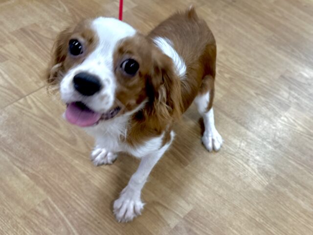 キャバリア・キングチャールズ・スパニエル