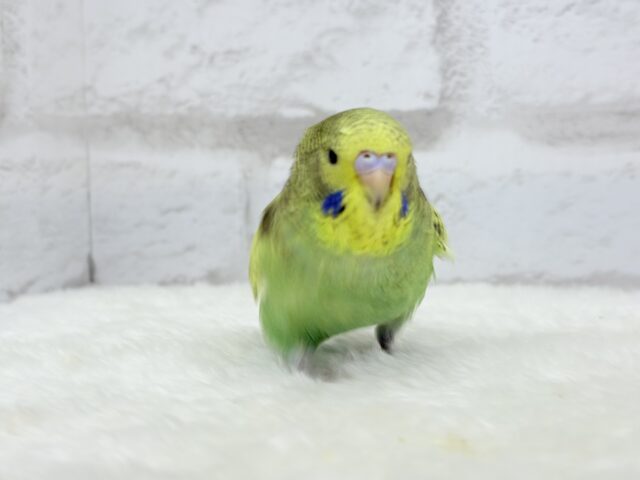 ジャンボセキセイインコ