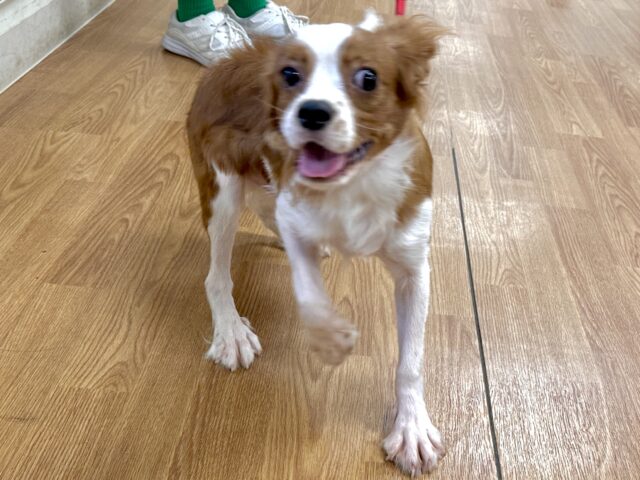 キャバリア・キングチャールズ・スパニエル
