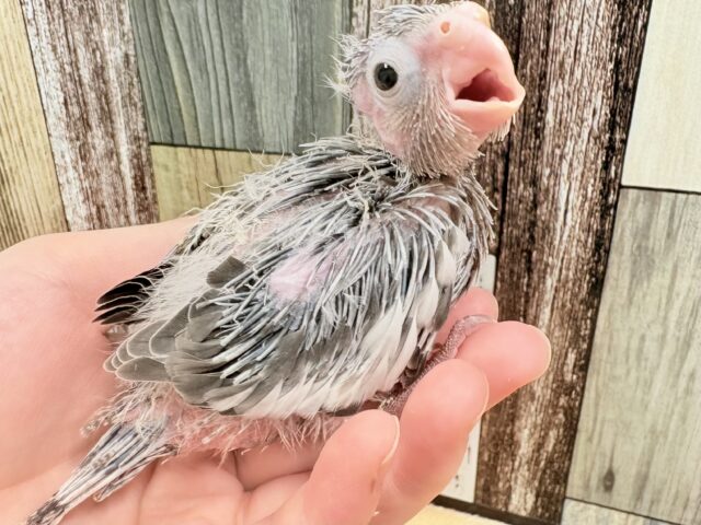 オカメインコ