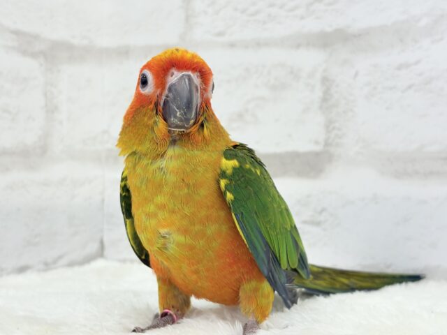 コガネメキシコインコ