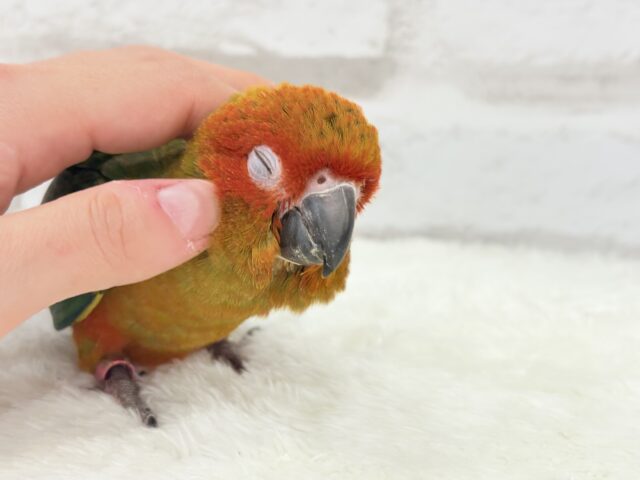 コガネメキシコインコ