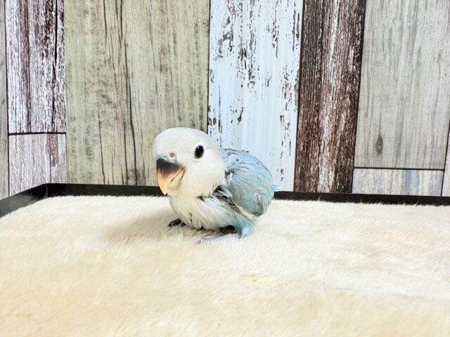 【最新画像】宝石のように深みあるカラー🍀📗コザクインコ(ダークターコイズグリーンバイオレット)(ヒナ) コザクラインコ(小桜インコ)