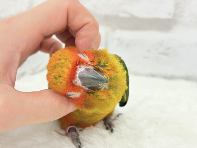 コガネメキシコインコ