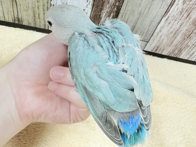 【最新画像】宝石のように深みあるカラー🍀📗コザクインコ(ダークターコイズグリーンバイオレット)(ヒナ) コザクラインコ(小桜インコ)