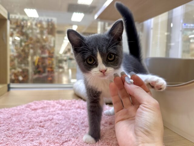 スコティッシュフォールド